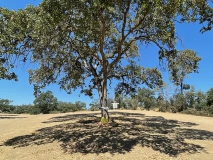 Healing Song For Earth