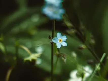Healing Song