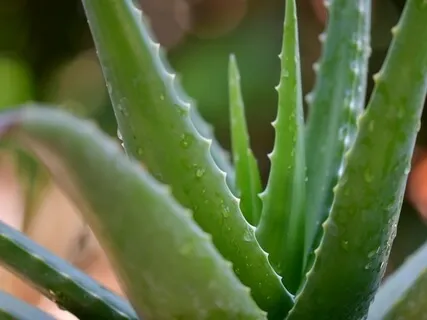 Healing Sound Journey With Plants: Aloe Vera