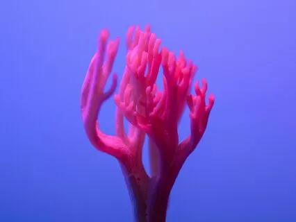 Healing Soundbath – Vagus Nerve & Nervous System Balance