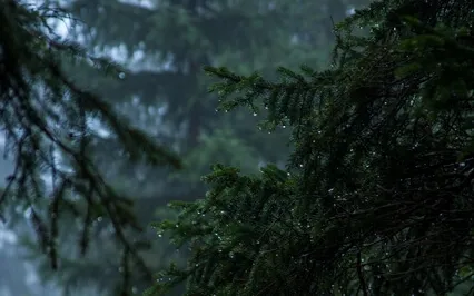 Healing Sounds - Indigenous Drone Flute With Rain