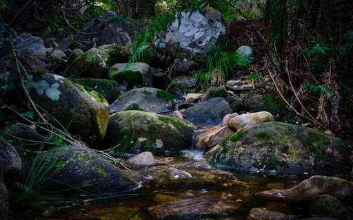 Healing Sounds Of Karelia: Forest Creek