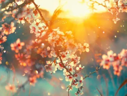 Healing Sounds Of Nature In The Morning