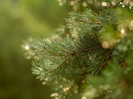Healing Sounds Of Nature | Thunder & Rain