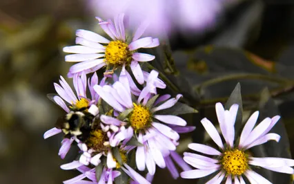Healing Sounds Of Singing Birds & Flowing Water