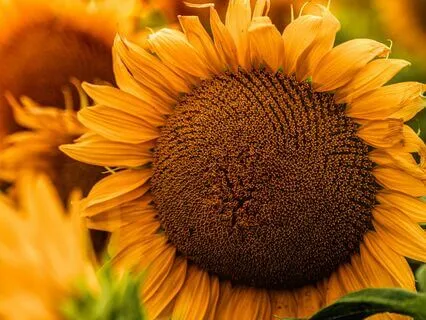 Healing Sunflowers | Mellow Vibes Lofi Soul Jazz Beats