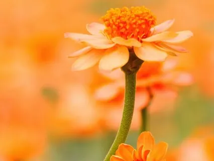 Healing Surgery: Guided Imagery & Affirmations