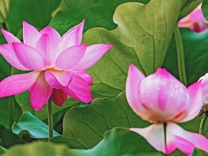 Healing Surrender To Love