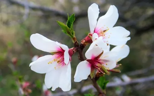 Healing Temple At Home