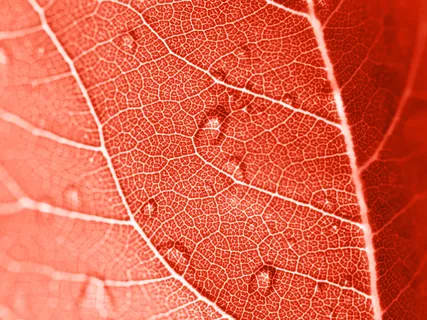 Healing The Bloodline Meditation