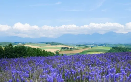 Healing the Body With Compassion