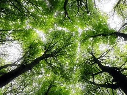 Healing The Collective