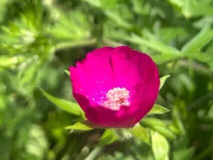 Healing The Earth Meditation