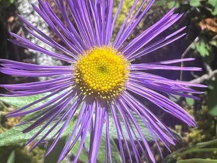 Healing The Father Wound - Meditation