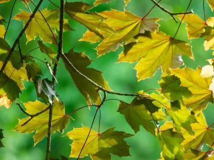 Healing The Fawn Response With EFT