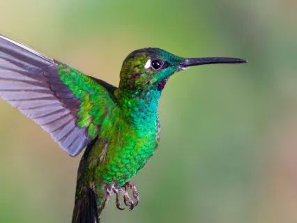 Healing The Heart: Usui Reiki For You And Your Animals