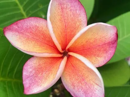 Healing The Heart With Ho'oponopono