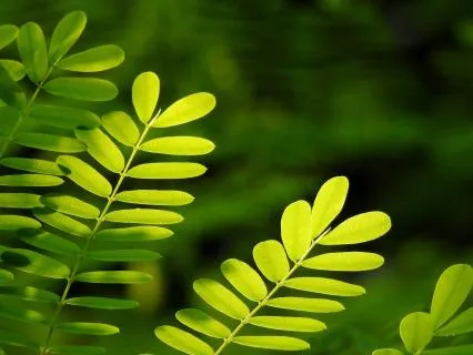 Healing The Kidneys Meditation