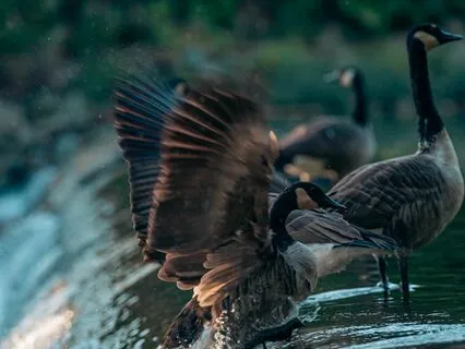 Healing The Lineages | Ancestral Songs & Sound Healing