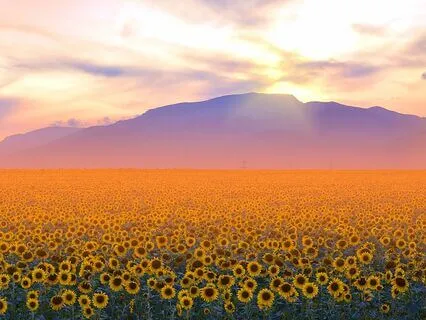 Healing The Microbiome (417 Hz)