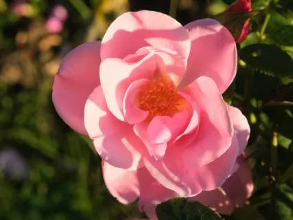 Healing The Mother Line