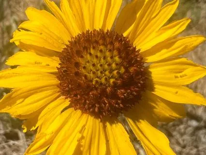 Healing The Mother Wound- Meditation