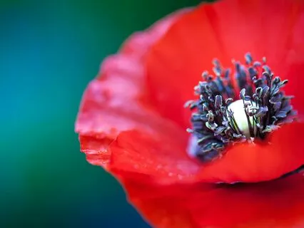 Healing The Pain Of The Past - Personal And Collective