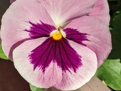 Healing The Wounded Heart