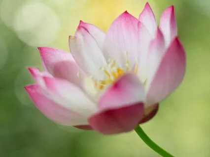 Healing Through Compassionate Awareness