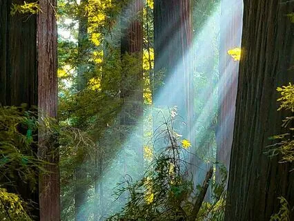 Healing Through Love