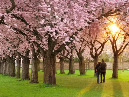 Healing Through Self-Compassion And Loving-Kindness