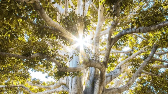 Healing To All Our Relationships | 639Hz 60 Minute Daily Insight