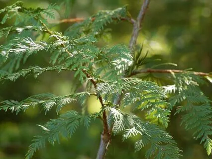 Healing Trauma 1: Trauma And Connecting In Our Body