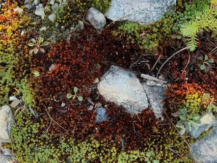 Healing Trauma 6: Quieting Our Inner Critic