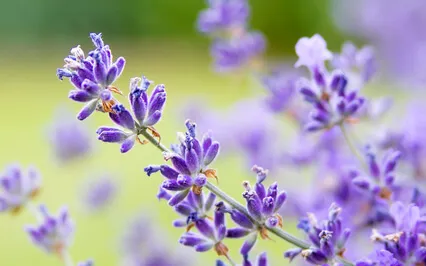 Healing Trauma - Soft Belly Breathing Meditation