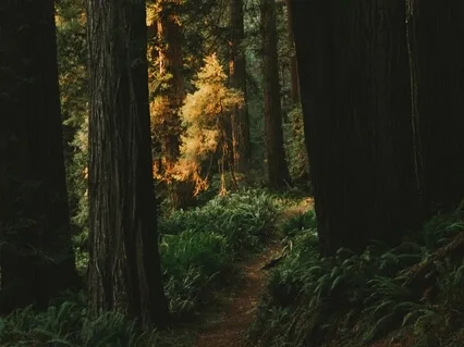 Healing Trauma Through Addiction (1 Of 3)