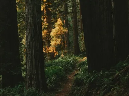 Healing Trauma Through Addiction (2 Of 3)