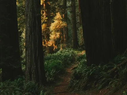 Healing Trauma Through Addiction (3 Of 3)