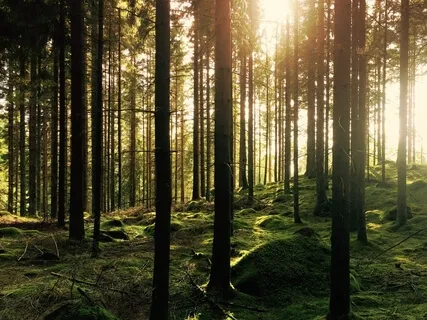 Part 4 Healing Trauma Through Natural Elements - Earth