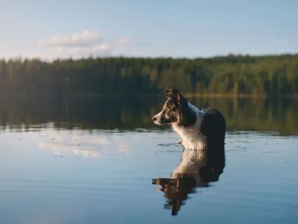 Healing Water, A Calming Meditation For You And Your Dog