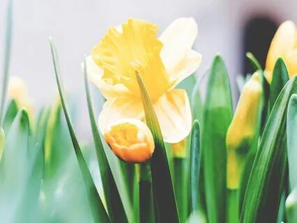 Healing With Goddess Freya & Mother Earth