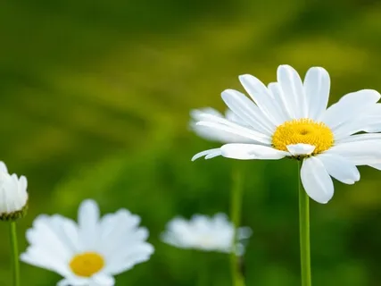 Healing With Non-Ordinary States Of Consciousness