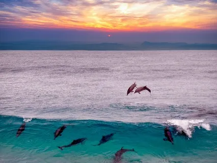 Healing With The Dolphins