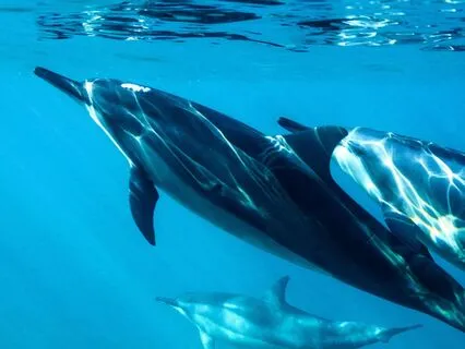 Healing With The Dolphins