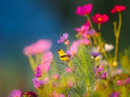 Healing With The Elementals: A Fairy Guided Meditation