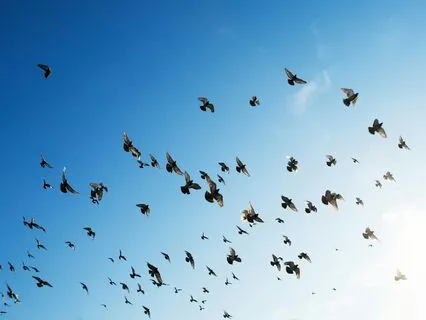 Healing Words: What Freedom Truly Is | Poem | Poetry