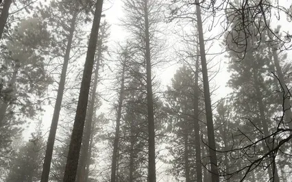 Healing Yoga Nidra - Project Yes PLLC - Dharma Yoga