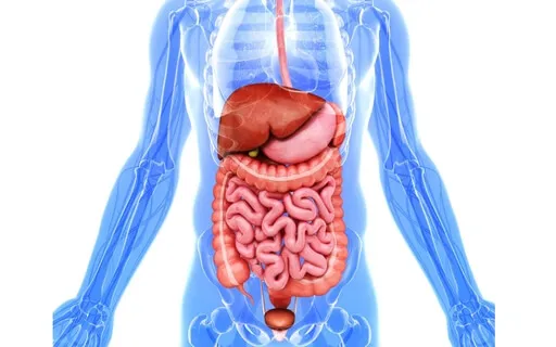 Healing Your Digestive System With Gratitude