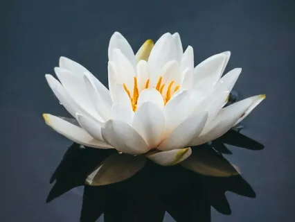 Healing Your Heart & Inner Child