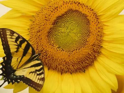 Healing Your Heart's Deepest Wounds Through Self-Forgiveness